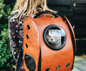 raoul-droog-Ea8rP2Ebp_4-unsplash_optimized Proin Sagittis